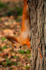 Upside-Down Vigil: Squirrel Scanning Autumn Forest Floor 