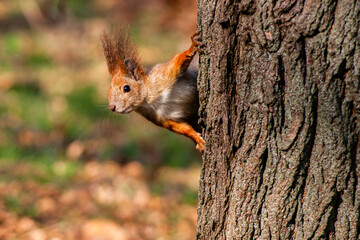 Curious Lookout: Squirrel on Autumn Patrol Duty 