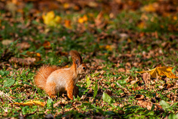 Bright red squirrel in sunlit autumn scene
