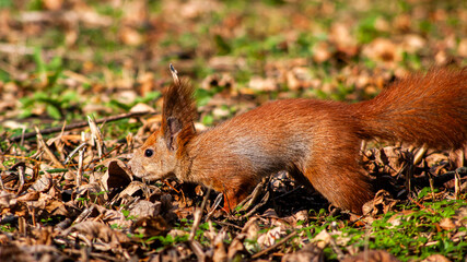 Squirrel with tufted ears on leafy meadow
