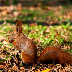 Wild squirrel watching surroundings in fall forest