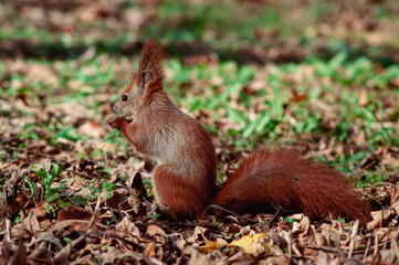 Squirrel alert in golden leaf-strewn environment