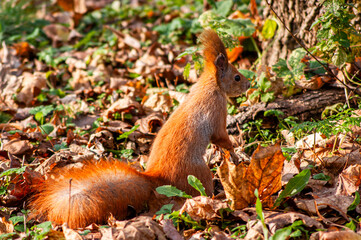 Forest squirrel among dry leaves and grass