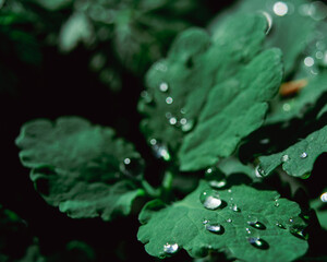 Dark Green Leaves with Shiny Water Droplets