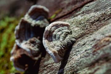 Bracket Fungus Growing on Tree Trunk Surface