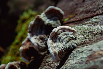 Wild Fungi with Textured Layers in Natural Light