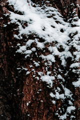 Obraz premium Closeup of Snow on Textured Tree Bark 