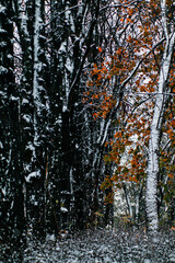 Fototapeta premium Contrasting Seasons in Nature's Transition