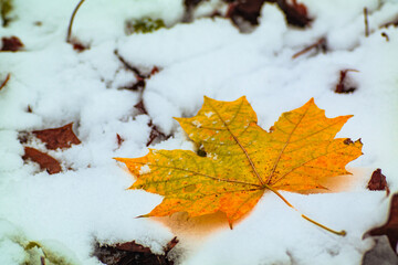 Fallen Maple Leaf Covered with Fresh Snow 