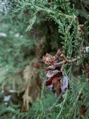 Brown Cedar Cones on Cold Evergreen Foliage