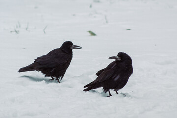 Winter crows searching for food in snow