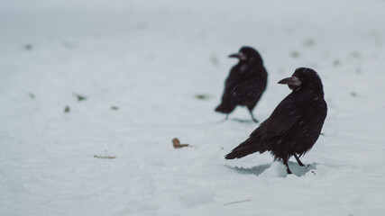 Birds pecking snow-covered ground for food