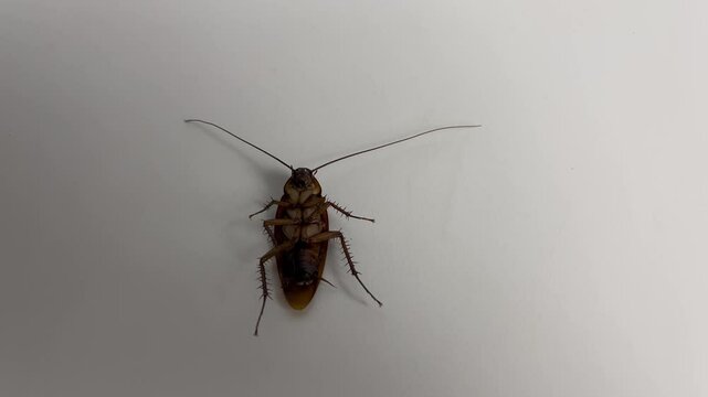 Cockroach on white background. Cockroach pest animal.