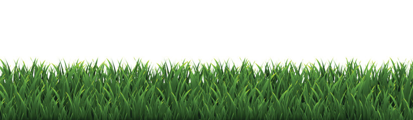 Fototapeta premium green grass isolated on white background