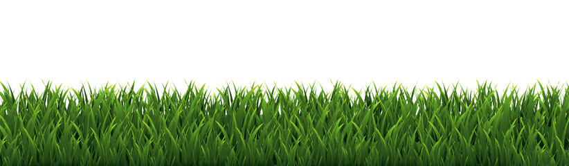 Green Grass And White Background