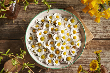 Common daisy flowers in a bowl - wild edible plant harvested in early spring