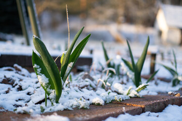 Tulip Shoots Emerging Through Snow / Concept: Early Spring Garden Awakening in Late Winter Frost