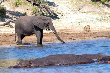 Fototapeta premium Hippo, Elephant, Antelope - animals living together side by side, in Africa