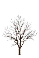 Obraz premium Lone deciduous tree, stark branches against pure white background, pure, plant, serene