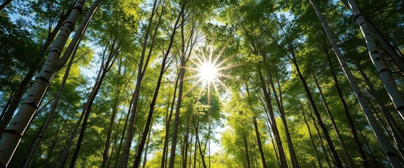 Fototapeta premium Sunlight dappling through birch forest canopy, slender white trunks, forest, bright, texture