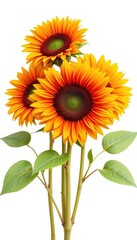 Obraz premium Three vibrant sunflowers, stems, and leaves, isolated on white, flowers, botanical, art