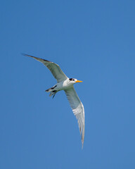Bird of srilanka 