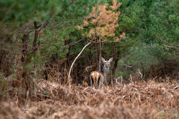 Biche dans un sous-bois en forêt