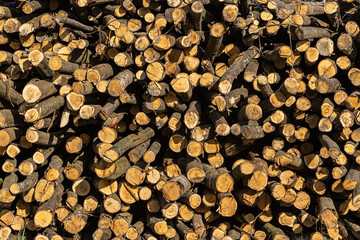 An abundance of logs stacked up in the spring sunshine