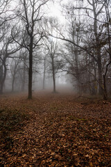 Obraz premium Bare trees in woodland, surrounded by atmospheric mist