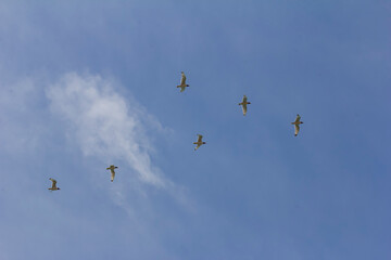 A flock of seagulls flying in formation under a clear blue sky.