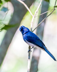 Bird of srilanka 