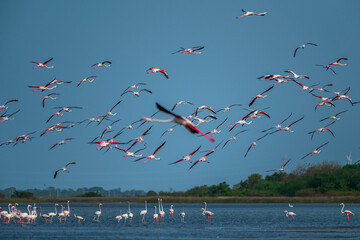 Bird of srilanka 