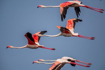 Fototapeta premium Bird of srilanka 