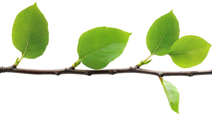 Fresh Spring Leaves on Branch