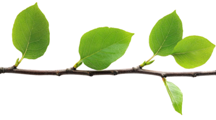 Fresh Spring Leaves on Branch