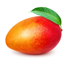 マンゴーのイラスト リアル 白バック