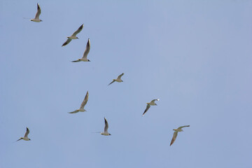 A flock of seagulls flying in formation under a clear blue sky.