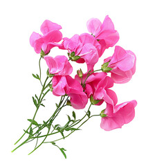 Cluster of Bright Pink Sweet Peas Isolated on Transparent Background