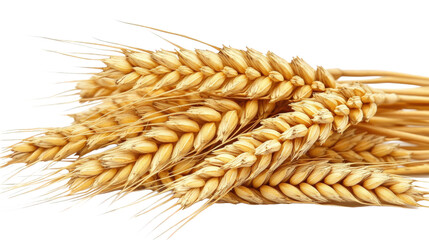 Golden Wheat Ears Close-up