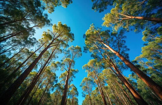 View up, tall eucalyptus gum trees against vivid blue sky in Australia. Forest canopy, sunshine light, natural environment, wilderness, ecology, conservation. Green, brown colors. - Powered by Adobe