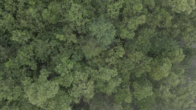 Sundarban Mangrove Wild Honey Farming Drone 4k Dlog West Bengal, India