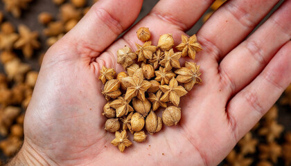 Nutmeg HD image. Nutmeg on palm hand HD wallpaper