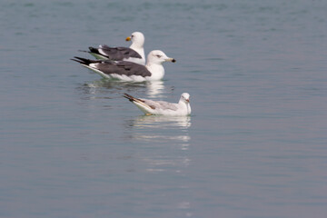 Three seagulls gracefully float on the calm coastal waters, their beaks contrasting against their black and white plumage. 