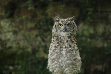 Tall standing bird 