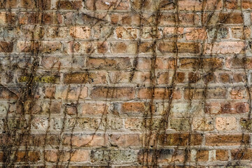urban brick wall background with vines
