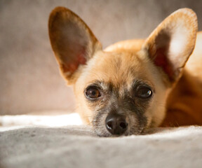 Relaxed Chihuahua: A Moment of Serenity