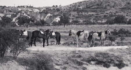 Saddled Horses Serene Landscape Side View Black And White