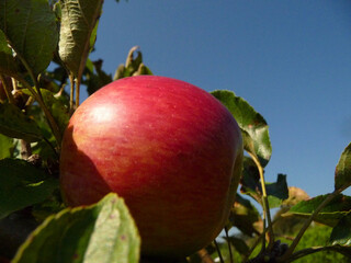 Ein roter Apfel am Baum vor blauem Himmel.