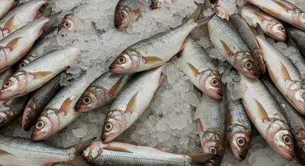 Fototapeta premium Fathead Minnows on Ice at Supermarket - Fresh fathead minnows packed in ice, ready for sale. Symbolising freshness, abundance, food supply, cold storage, and market trade.