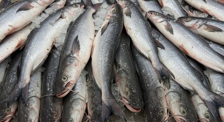 Fresh Blue Catfish on Ice at Market - Frozen blue catfish, glistening scales, cold ice, supermarket display, fresh seafood.  Represents freshness, abundance, market trade, food, and winter.